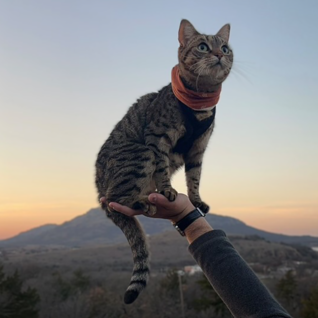 The Adventure Cat Phenomenon: Exploring the World With Your Feline ...