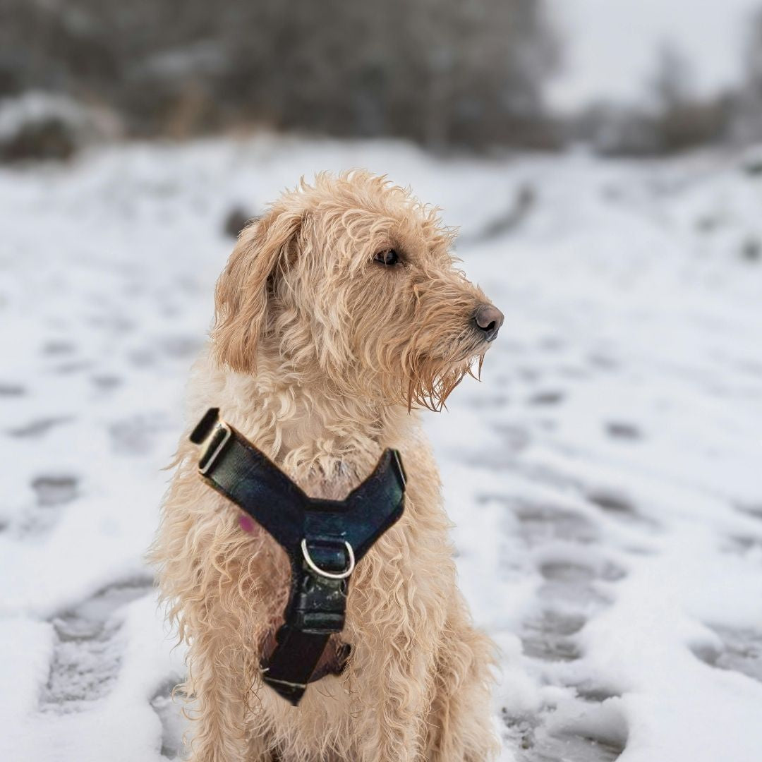 Labradoodle Harness: Looking for the PerfectFit?