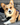 Corgi Harness: What to look for in a harness