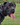 Cane Corso Harness: Finding the perfect harness for your big dog