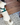 Bichon Frise Harness: How to find the best harness for your dog