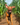 Hungarian Vizsla Harness: Where to find your ideal harness