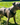 Staffordshire Bull Terrier Harness: Which harness is right for your dog?