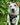Jack Russell Harness: Searching for the perfect harness?