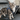 American Shorthair Cat