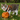 American Bobtail Cat