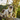 Balinese Cat