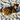Bengal Cat