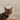 Burmese Cat