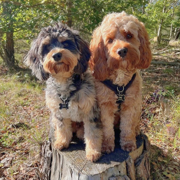Cavapoo Harness – PerfectFit
