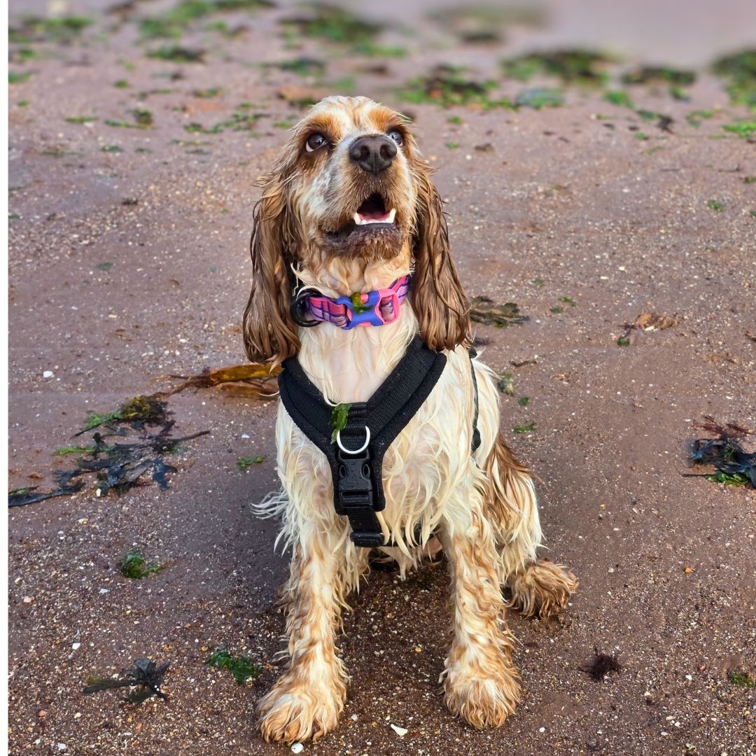 Working Cocker Harness Cocker (English) Harness – PerfectFit