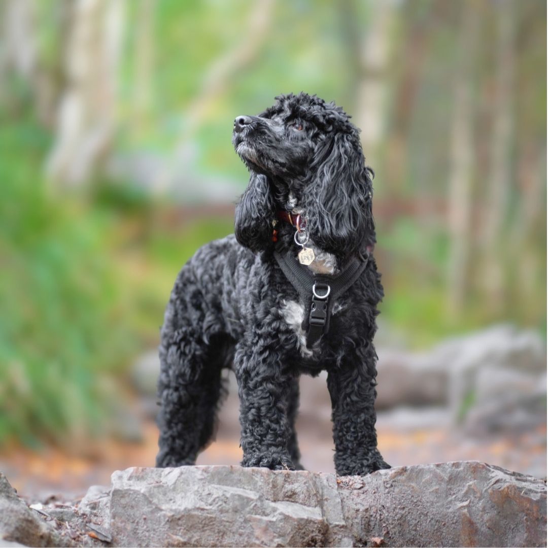 Working Cocker Harness Cockerpoo Harness – PerfectFit