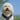Coton De Tulear Harness