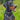 Doberman Pinscher Harness