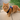 Domestic Longhair Cat