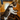 Domestic Shorthair Cat