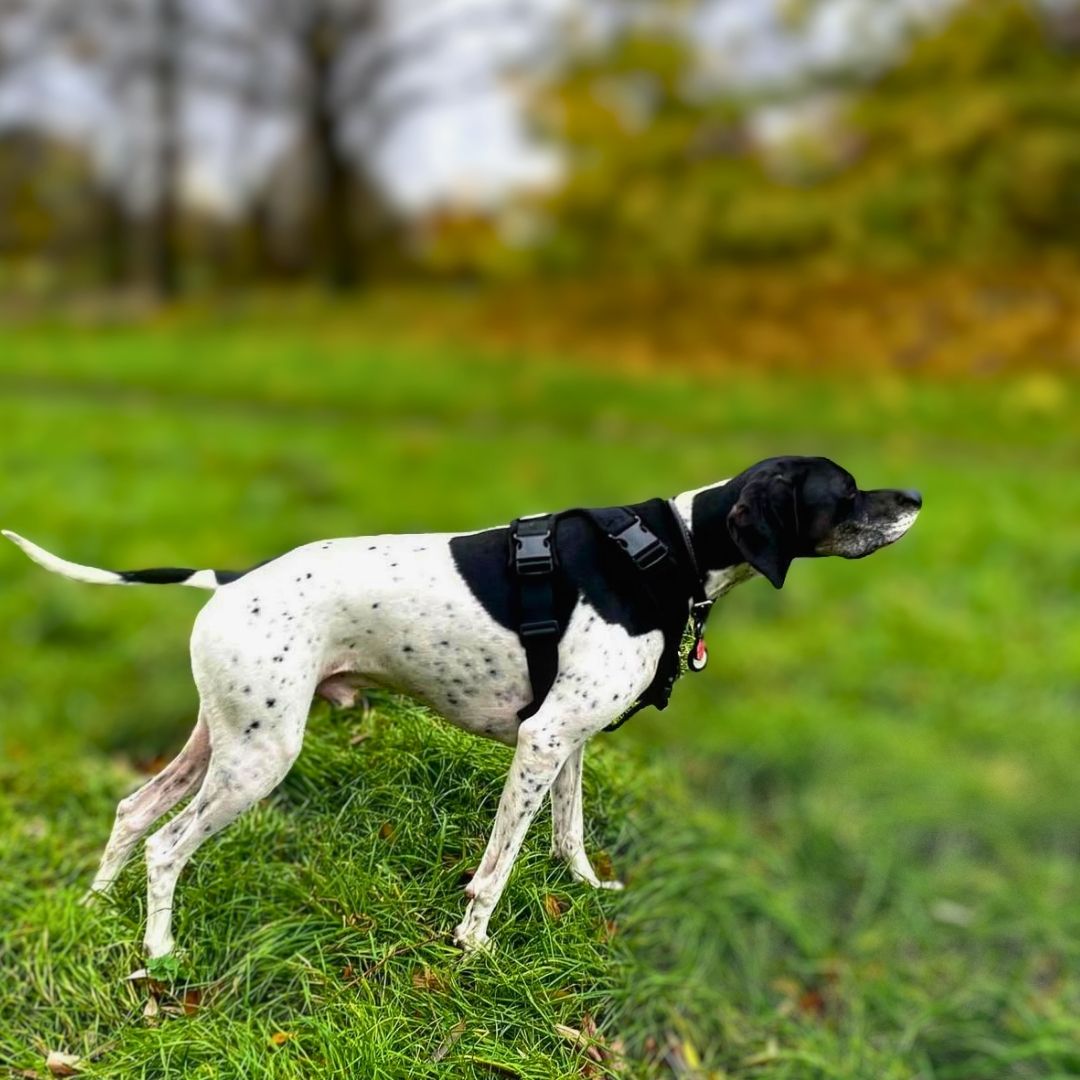 Perfect Pointer Pointer (English) Harness – PerfectFit