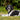 English Springer Spaniel Harness