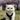 Exotic Shorthair Cat