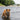 Finnish Spitz Harness