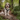 Grand Basset Griffon Vendeen Harness