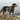 Greater Swiss Mountain Dog Harness