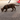 Havana Brown Cat
