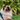 Himalayan Cat