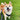 Shiba Inu Harness