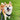 Japanese Shiba Inu Harness
