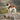 Kooikerhondje Harness