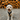 Lagotto Romagnolo