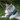 Maine Coon Cat