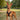 Pharaoh Hound Harness