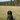Picardy Spaniel Harness