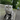 Scottish Fold Cat