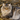 Siberian cat