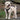Soft Coated Wheaten Terrier Harness