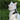 Turkish Angora Cat