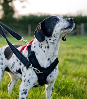 Pets at home perfect fit harness fashion