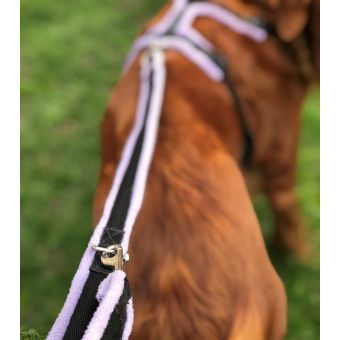 2m dog lead shop