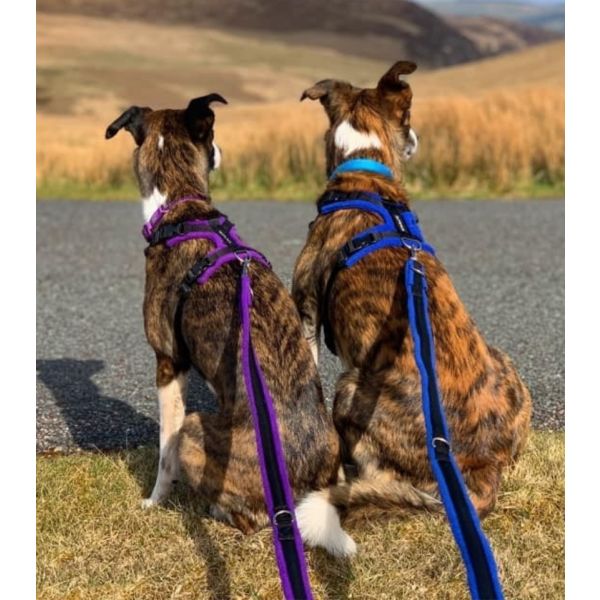 Double lead harness top