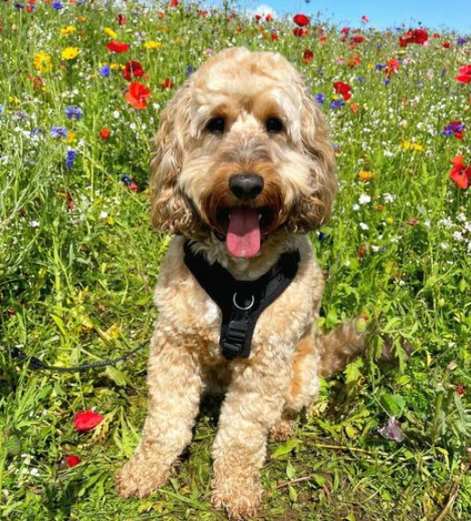 Cockapoo Harness How to find the right harness for your dog