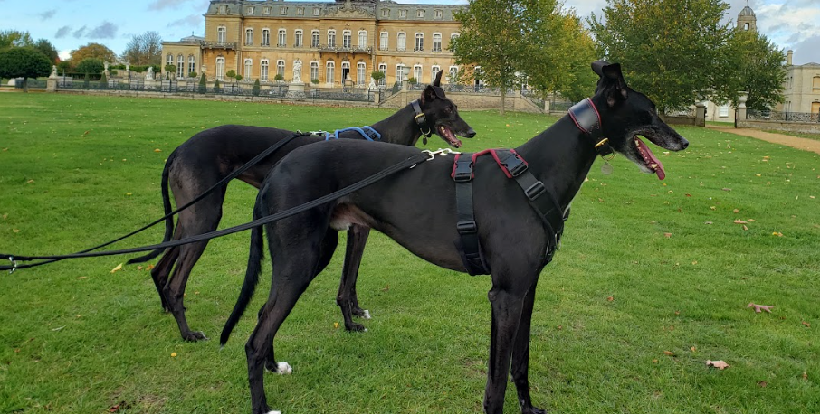 Greyhound Harness