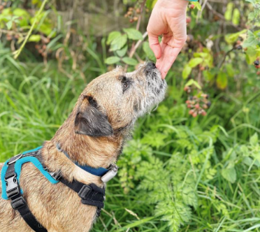 border terrier harness by perfectfit